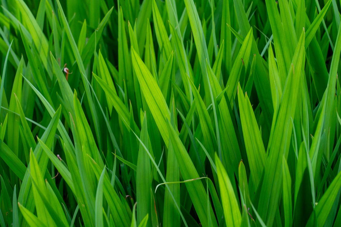 Lush, healthy green lawn
